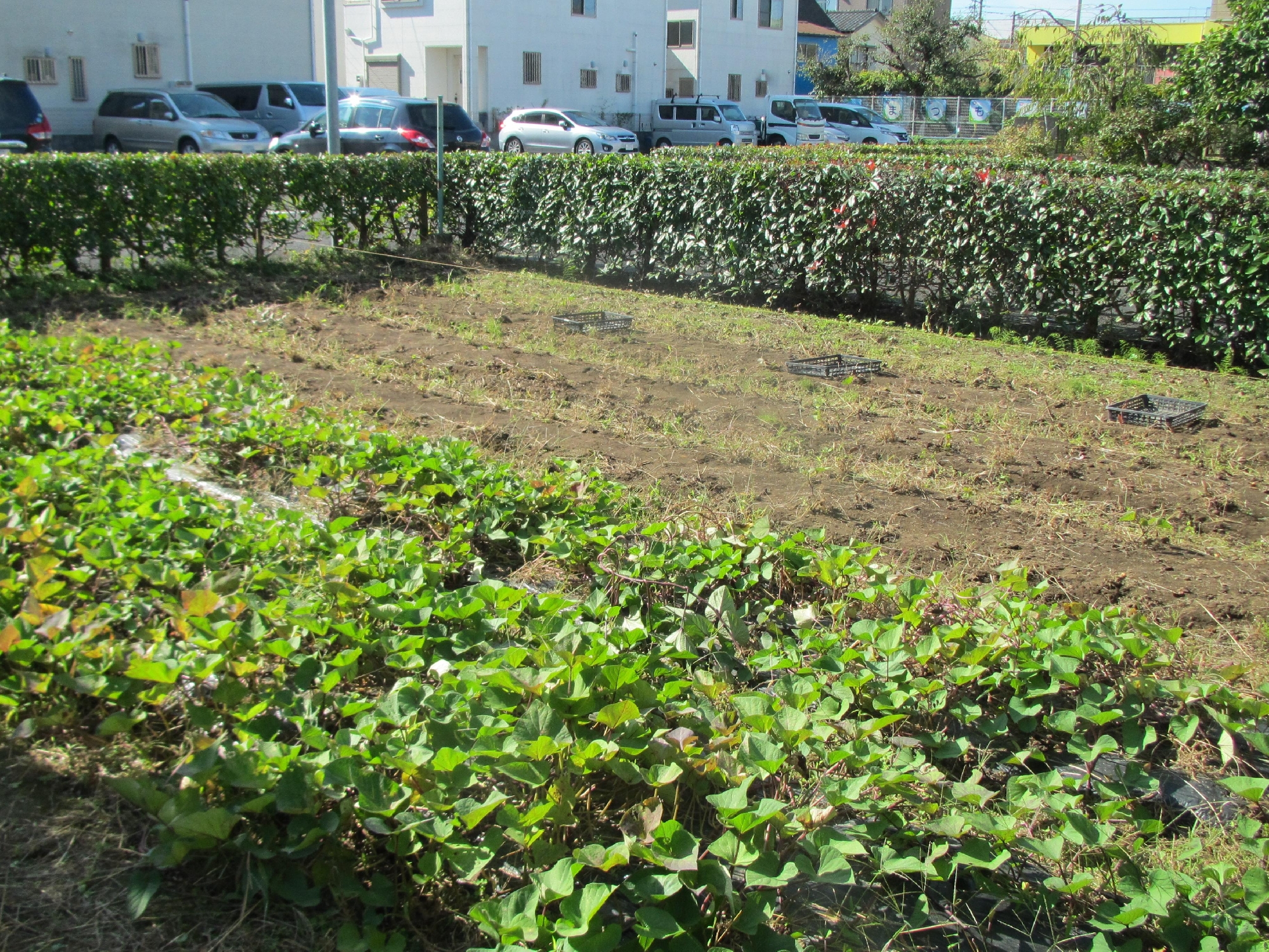 園所有の「おひさま農園」でお芋掘り