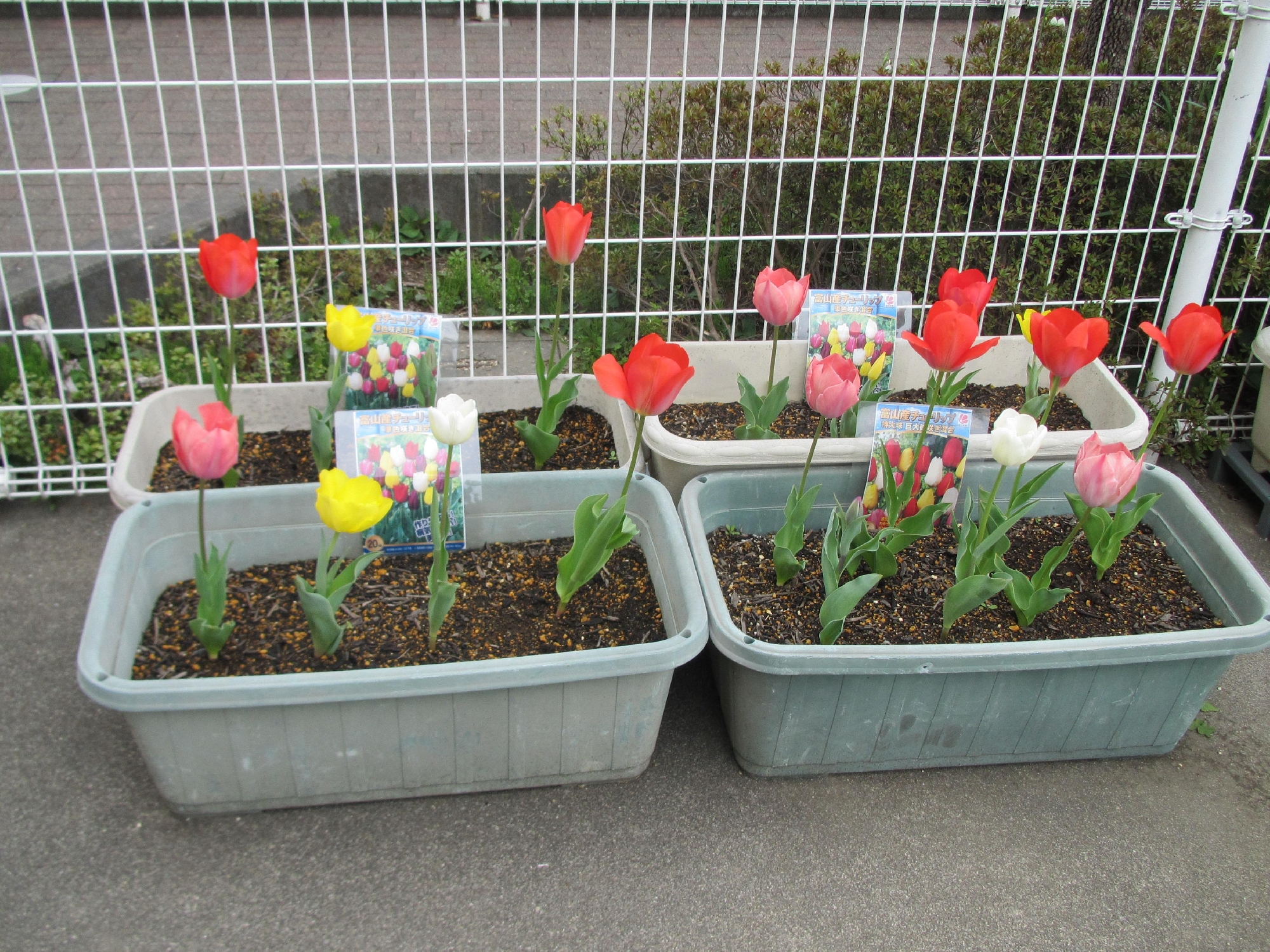 秋に植えた球根から、きれいなちゅうりっぷがたくさん咲きました。