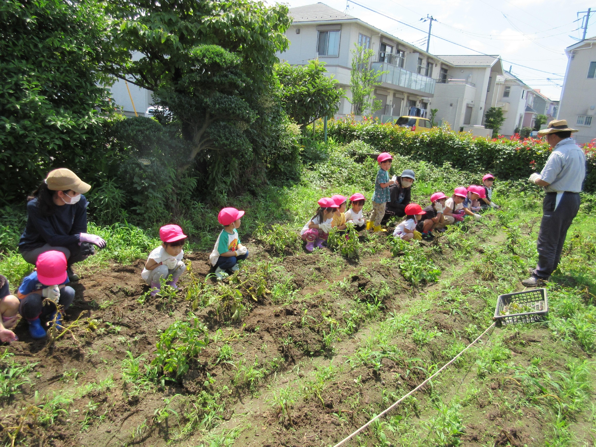 おひさま農園で「じゃがいも掘り」体験