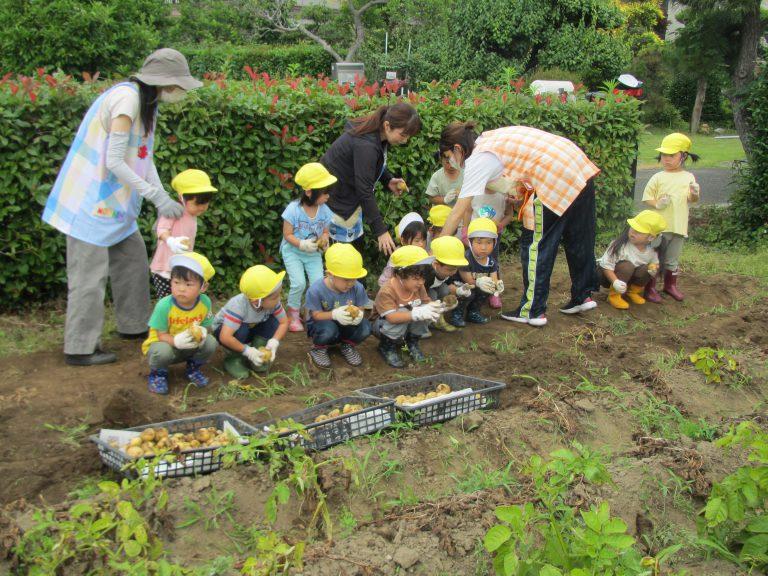 附属農園でじゃがいも収穫体験、「たくさんとれたよ」。